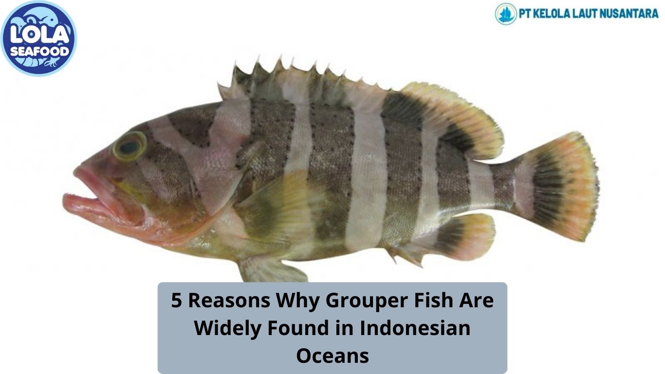 5 Reasons Why Grouper Fish Are Widely Found in Indonesian Oceans